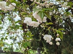 -白马寺-齐云塔院