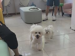 -翊宠yipet猫狗购宠庄园犬舍•猫舍