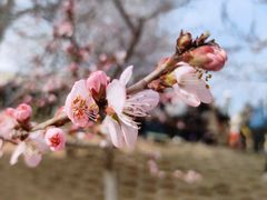 -桃花堤公园