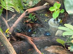 -上海大自然野生昆虫馆(东方明珠·爬宠昆虫探索中心)