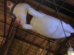 -Naughty Nuri’s Phuket