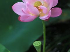 -莫愁湖公园