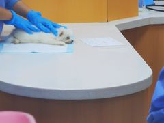 -联合动物医院(光谷诊疗中心)