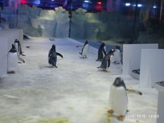 -芜湖新华联大白鲸海洋公园