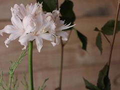 -荷兰布尔玛国际花艺学院