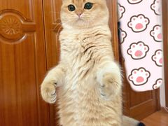 -东方名猫馆·英短金渐层布偶猫舍(环线广场1号楼店)