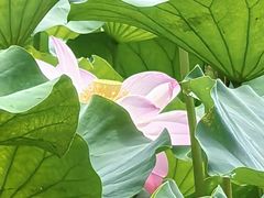 -淮安曙光国际大酒店(大运河广场花街店)