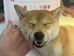 -御宝贝24h宠物医院·转诊中心·CT核磁血透中心(厦门总院)