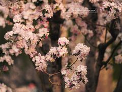 -海棠花溪(元大都城垣遗址公园)