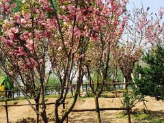 -长白岛森林公园