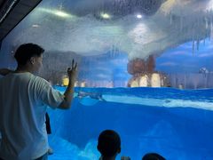 -海合安成都极地海洋公园