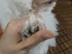 -佳雯宠物医院·皮肤科·内外科(春晓路分院)