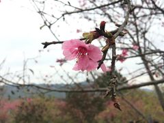 -天适樱花悠乐园