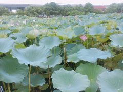 -荷塘月色湿地公园·向阳花洲
