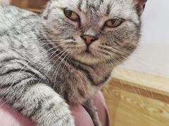 -Heymao猫咖.咖啡厅(东门店)