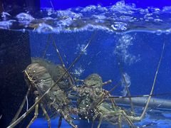-白仁仔· 活烤海鲜 宵夜(豫园店)