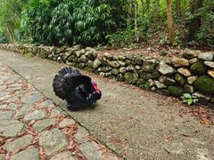 -海南热带雨林国家公园吊罗山景区