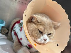 -伟伟宠物医院·CT影像中心·瑞派犬猫综合性门诊(汉口总院)