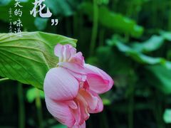 -陈家山荷花公园