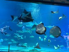 -烟台海昌鲸鲨海洋公园