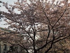 -武汉大学-樱园