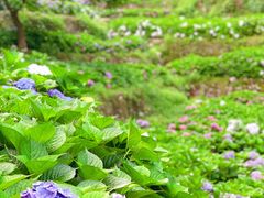 -鼓岭旅游度假区