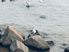-深圳湾公园(南山区)