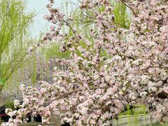 -海棠花溪(元大都城垣遗址公园)