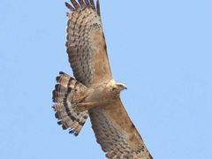 -九田家黑牛烤肉料理(华侨城店)