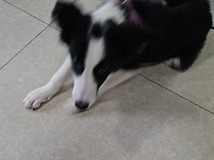 -瑞派福兴宠物医院犬猫全科·骨科·中西医结合(河东店)