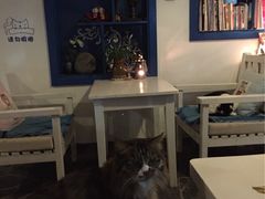 Anne猫窝咖啡屋-Anne猫窝咖啡屋