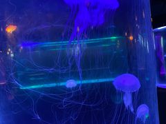 -苏州海洋馆