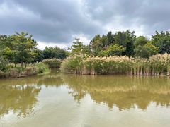 -福田红树林生态公园