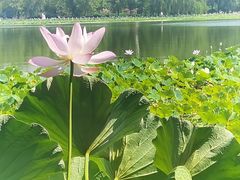 -莲花池公园