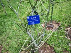 -中国科学院西双版纳热带植物园