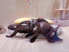 -momokira米努特·德文卷毛猫·棉花面纱犬