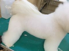 -优缇多格专业宠物美容师培训学校