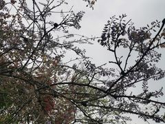 -江南天池