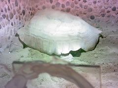 -上海大自然野生昆虫馆(东方明珠·爬宠昆虫探索中心)