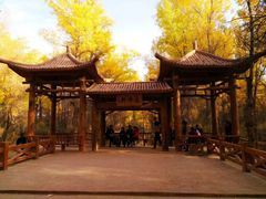 -金塔沙漠胡杨林景区