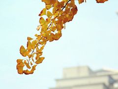 -四川大学(华西校区)