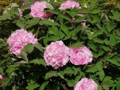 -莲花池公园