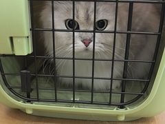 -艾贝尔宠物医院·宠保定点·超声绝育·免疫点(樱花路店)