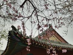 -桃花堤公园