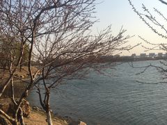 -丁香湖公园
