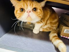 -爱侣宠医·鹦鹉专科·小型哺乳类·异宠专科(灵石路店)