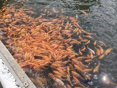 -长春市南湖公园