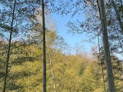 -潜山国家森林公园