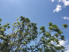-大湾区中央湿地公园