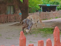 -上海野生动物园